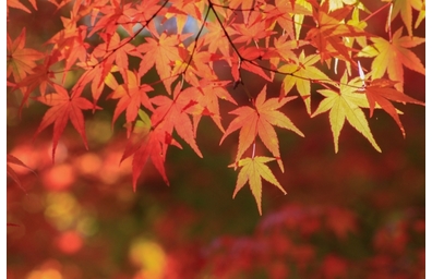 紅葉
